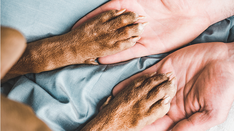 Weterynaria oraz terapia domowa zwierząt