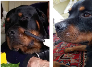 Weterynaria, ostre zapalenie pyska u Rottweilera.